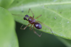 Neottiura bimaculata