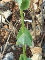 Blackstonia perfoliata