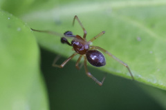 Neottiura bimaculata