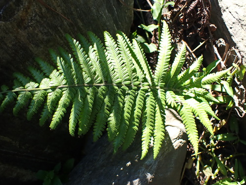 Image of Amauropelta knysnaensis by no rights reserved