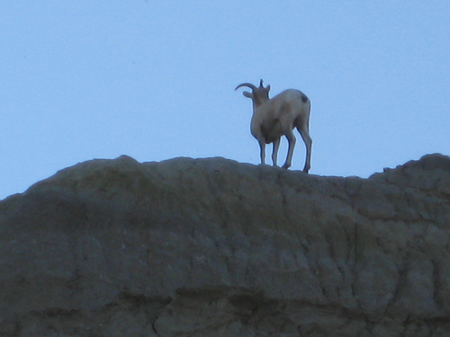 iNaturalist observation 2013-09-11