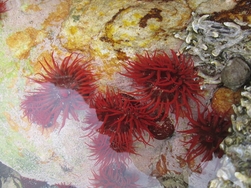 Actinia ebhayiensis