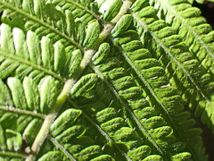 Amauropelta knysnaensis