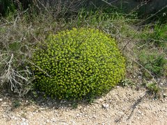 Euphorbia spinosa