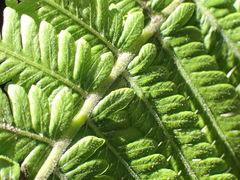 Amauropelta knysnaensis