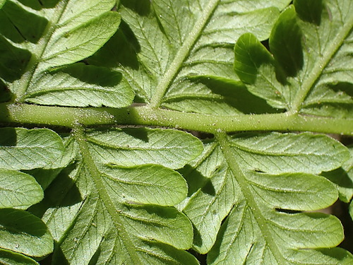 Image of Amauropelta knysnaensis by no rights reserved