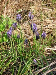 Muscari commutatum