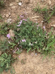 Erodium paularense