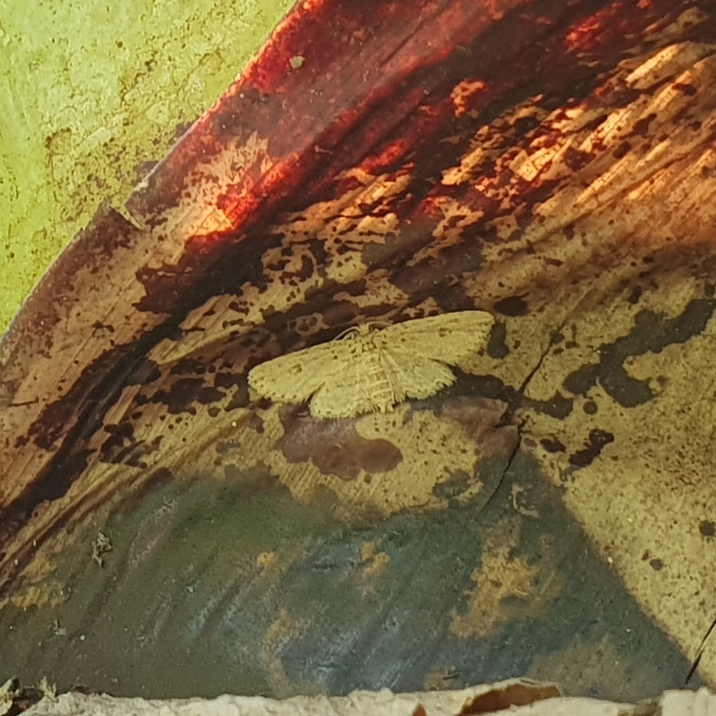 Lycaugesia pseudura