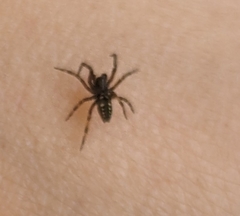 Nurscia albomaculata