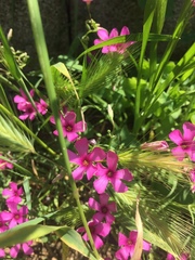 Dianthus deltoides