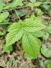 Rubus saxatilis