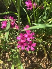 Dianthus deltoides
