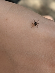 Nurscia albomaculata