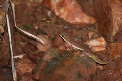 Pachydactylus punctatus