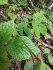 Rubus saxatilis