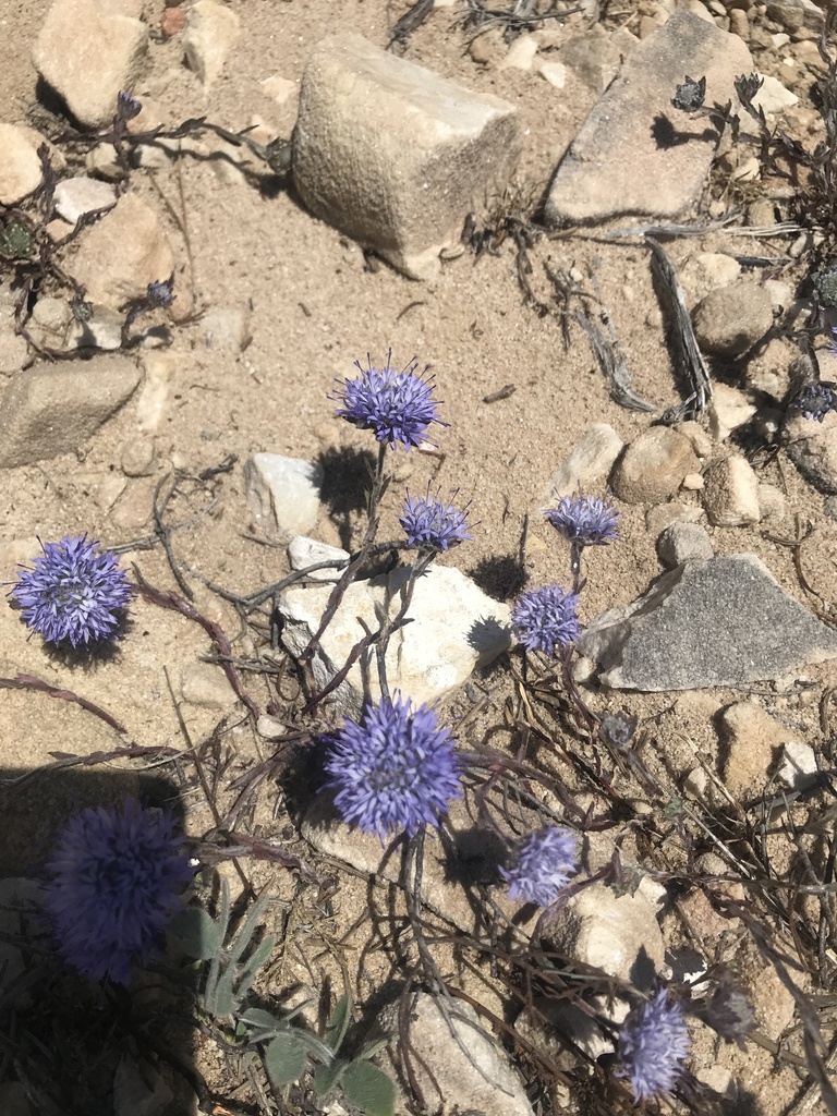 Jasione penicillata