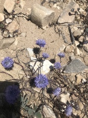 Jasione penicillata