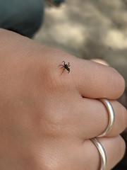 Nurscia albomaculata