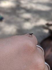 Nurscia albomaculata