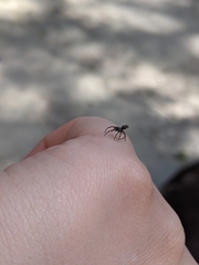 Nurscia albomaculata