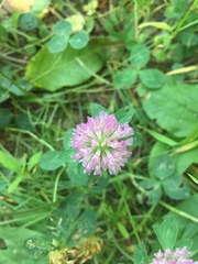 Trifolium pratense