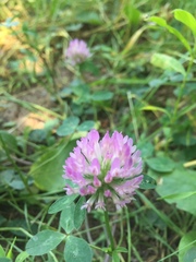 Trifolium pratense