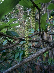 Quercus semecarpifolia