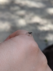 Nurscia albomaculata