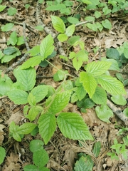 Rubus saxatilis