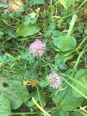 Trifolium pratense
