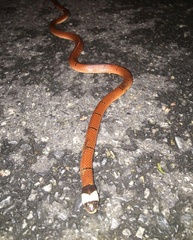 Sinomicrurus macclellandi