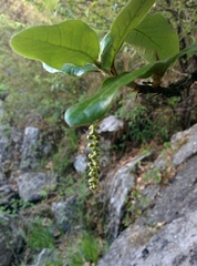 Quercus semecarpifolia