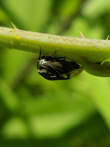 tŕňovka liesková (Centrotus cornutus)