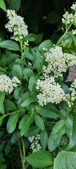Ligustrum