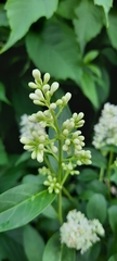 Ligustrum