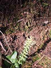 Veronica plantaginea