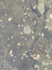 Urobatis halleri