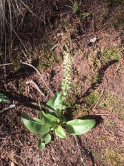 Veronica plantaginea