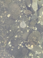 Urobatis halleri