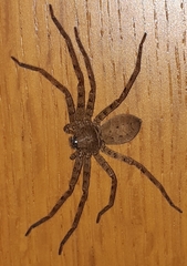 Heteropoda venatoria