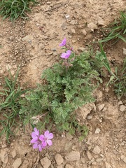 Erodium paularense
