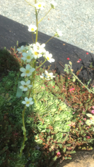 Saxifraga paniculata