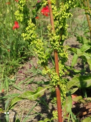 Rumex crispus