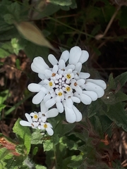 Iberis procumbens