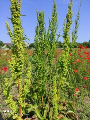 Rumex crispus