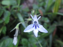 Lobelia cuneifolia