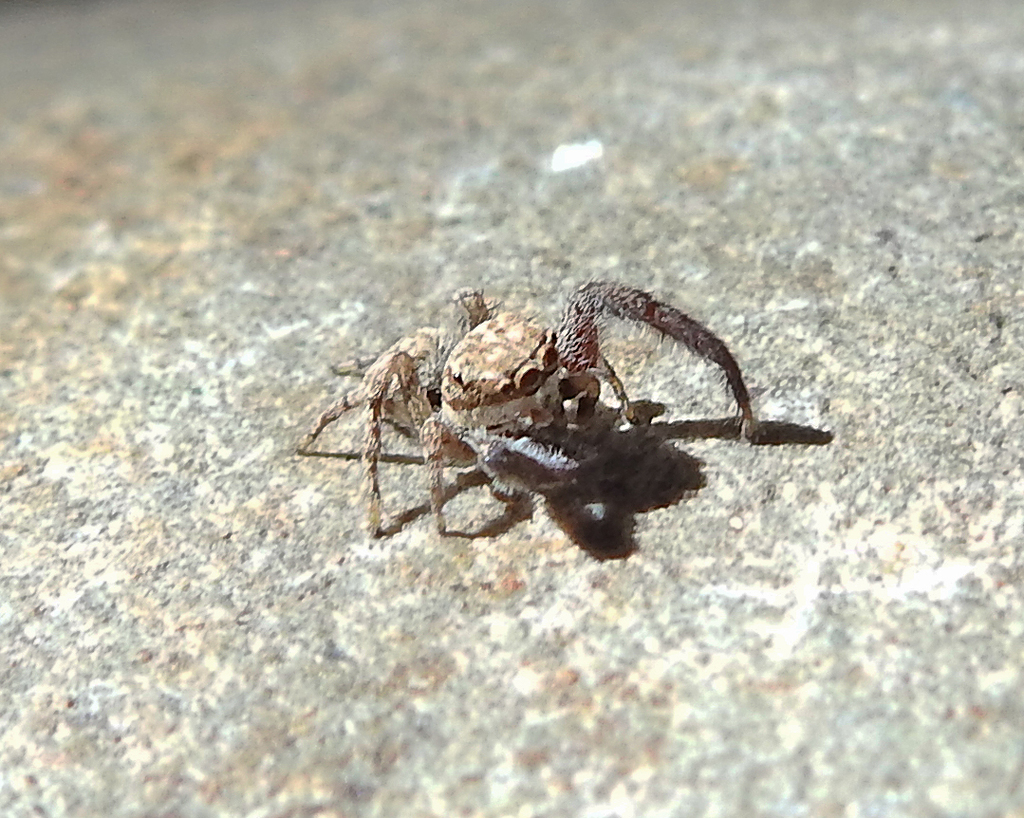 Neaetha absheronica