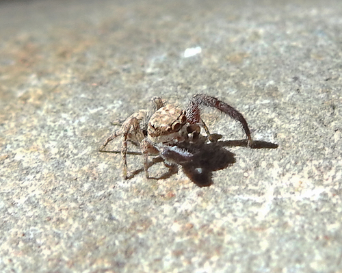 Neaetha absheronica