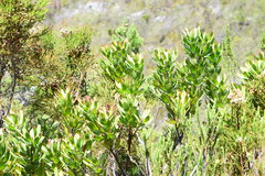 Leucospermum glabrum